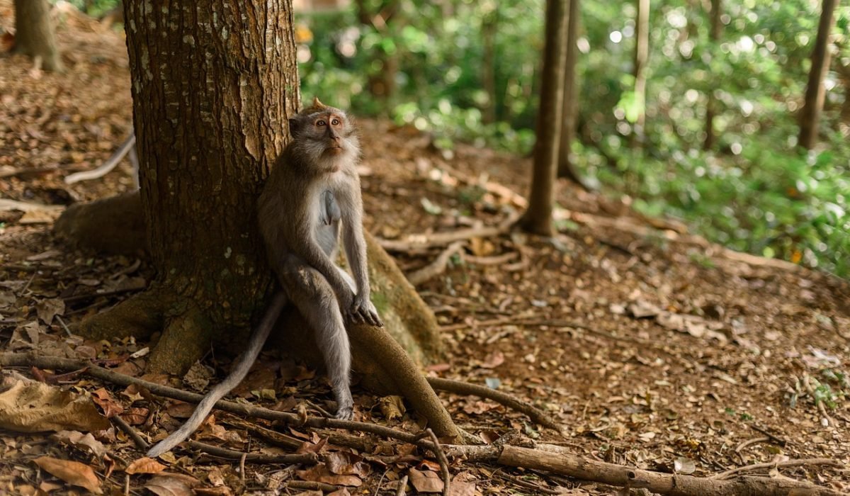 monkey-4031425_1280